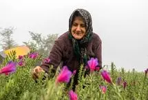  تصاویر؛ برداشت گل‌گاوزبان در روستای «آغوزبن» کندسر